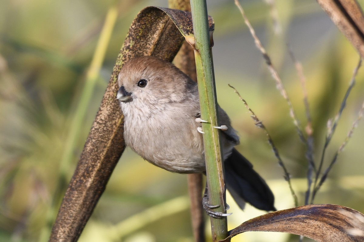 Vinous-throated Parrotbill - Jugdernamjil Nergui