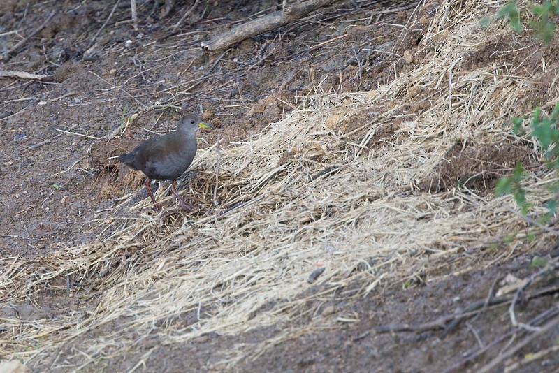 Brown Crake - ML274274351