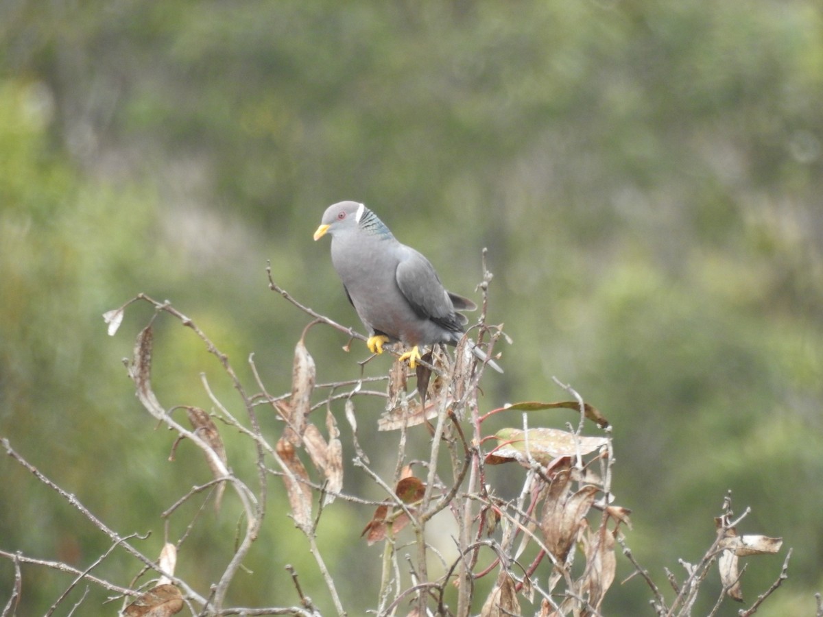 Band-tailed Pigeon - ML274274631