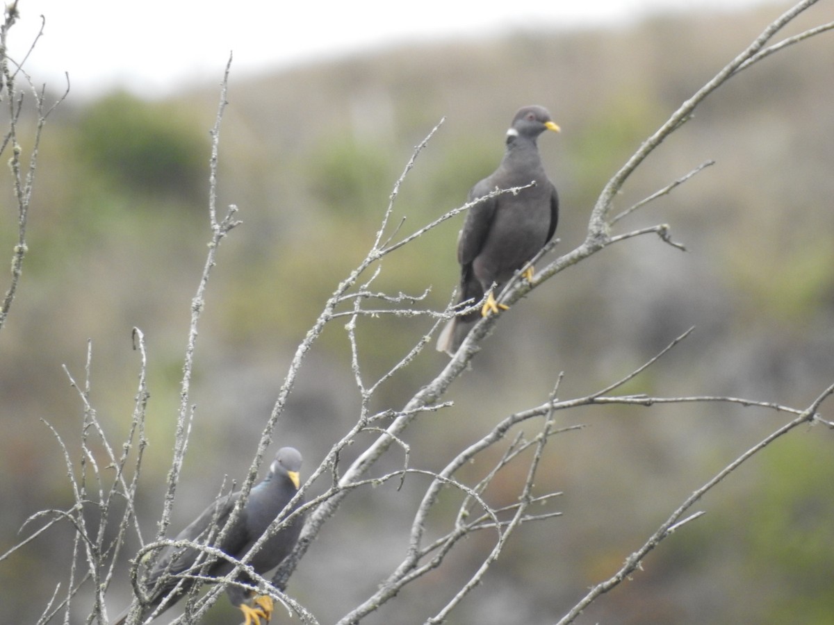 Band-tailed Pigeon - ML274275031