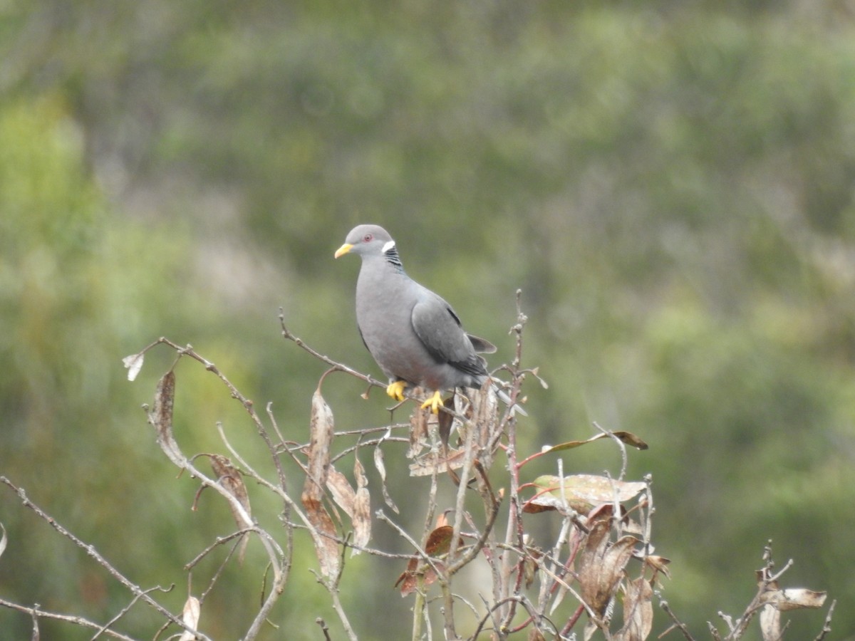 Band-tailed Pigeon - ML274277071