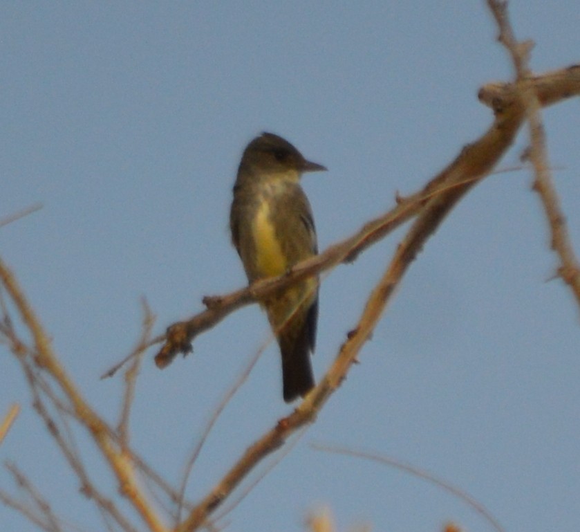 Olive-sided Flycatcher - John McCallister