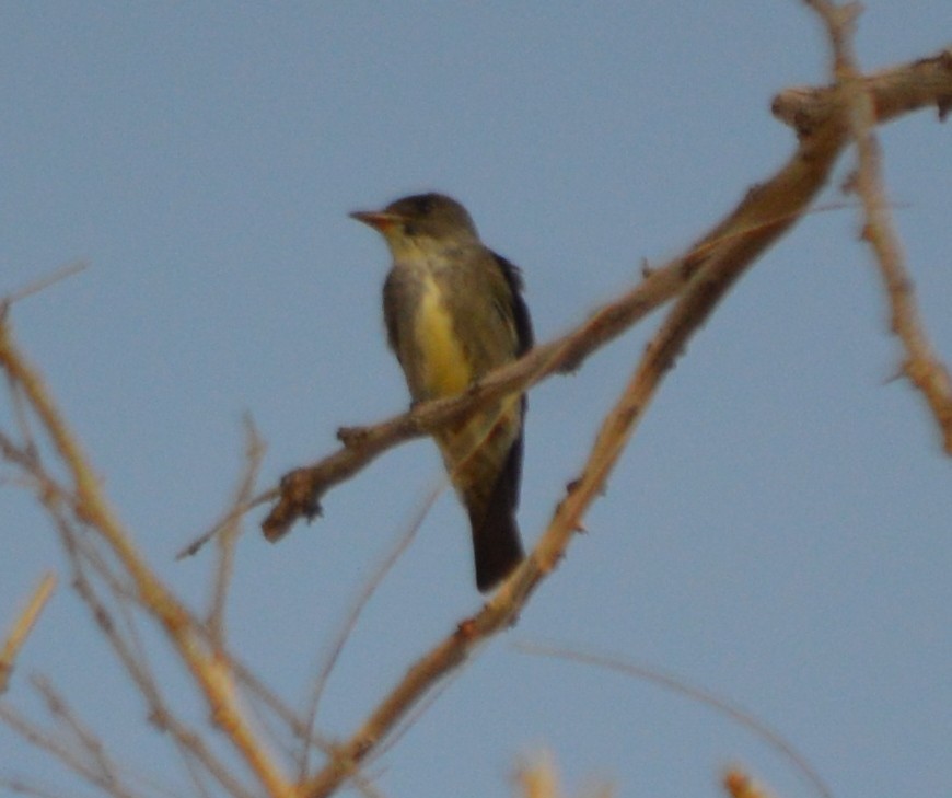 Olive-sided Flycatcher - ML27427721