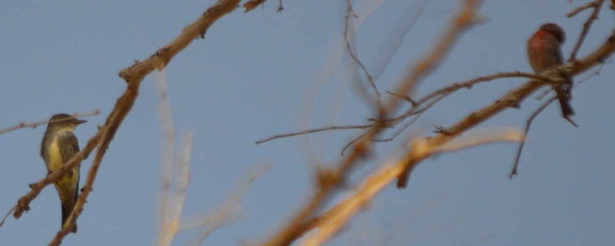 Olive-sided Flycatcher - John McCallister