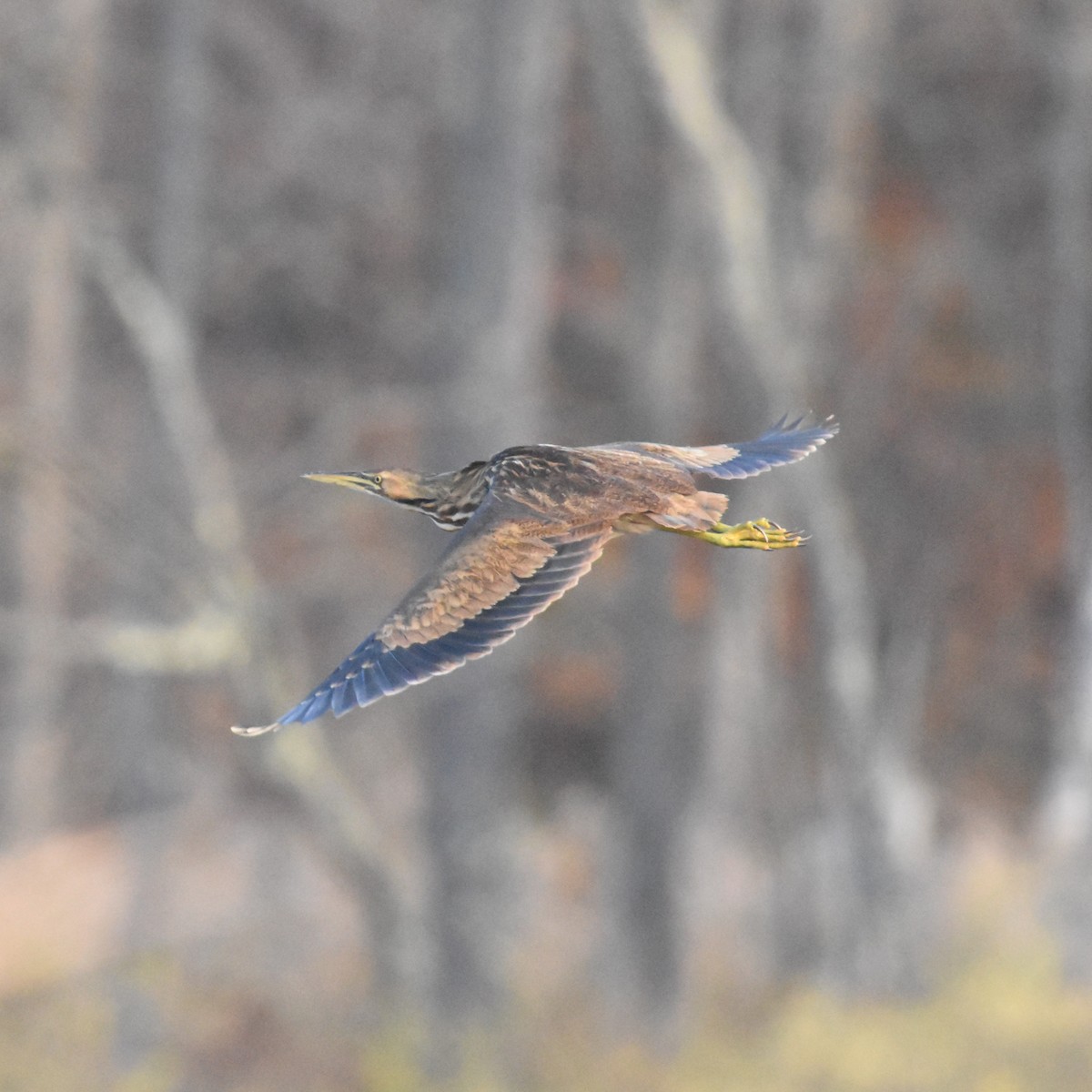 American Bittern - Manuel Morales