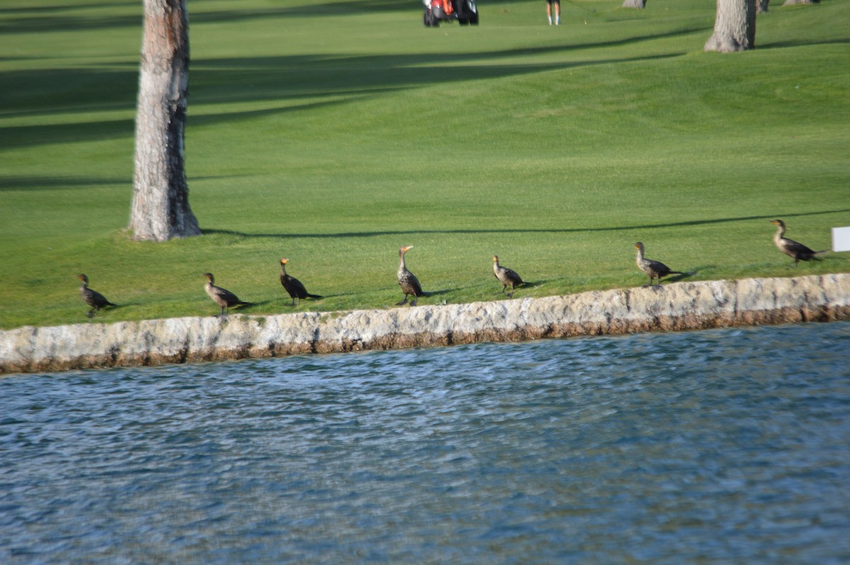 Double-crested Cormorant - ML27427831