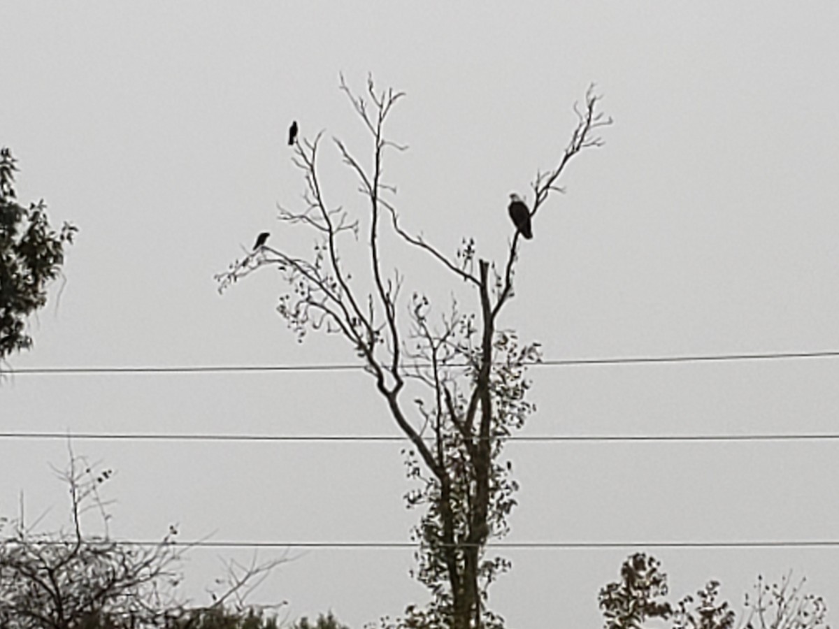 Bald Eagle - ML274278501