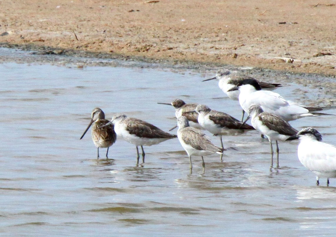 Asian Dowitcher - ML27427921