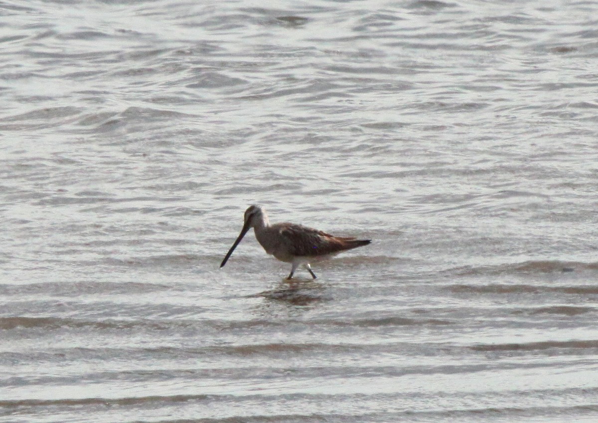 Asian Dowitcher - ML27427931