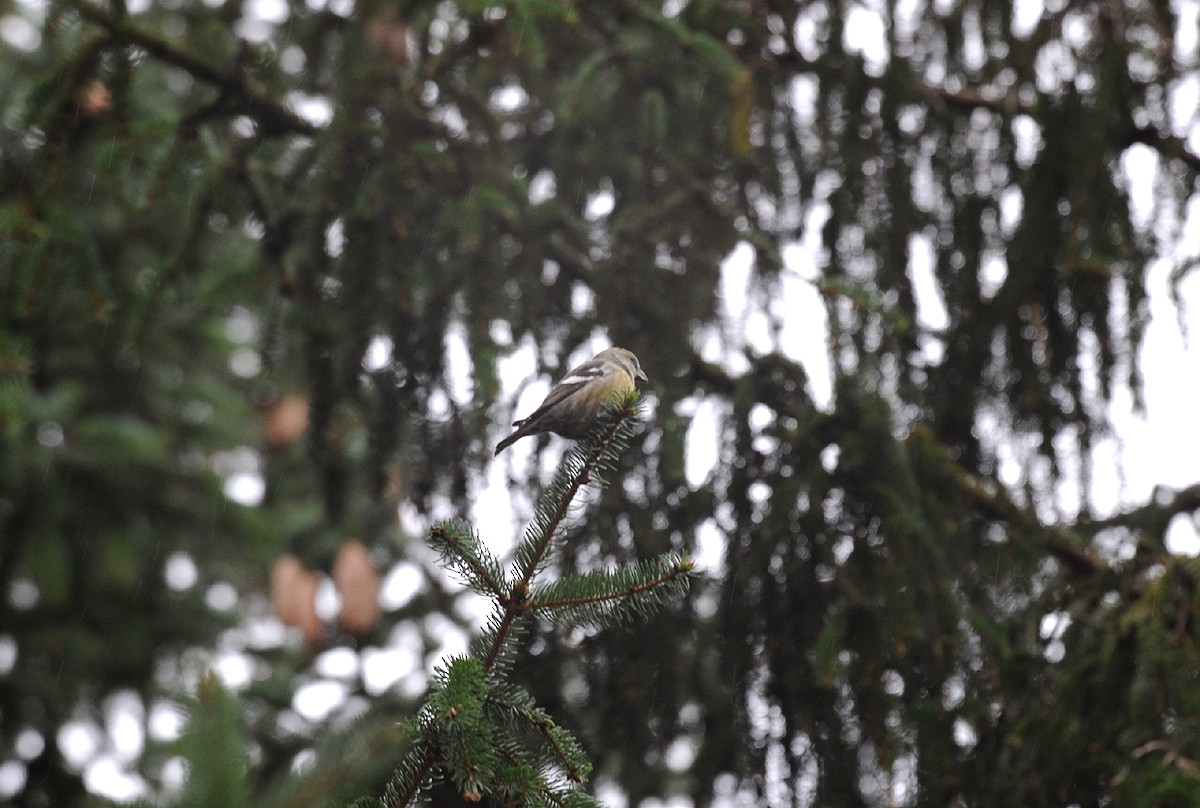 White-winged Crossbill - ML274279841