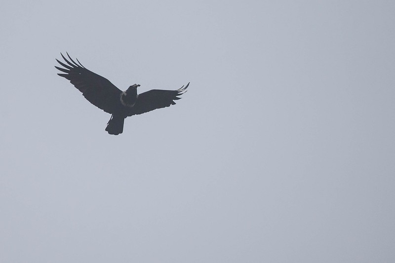 Collared Crow - Robert Tizard