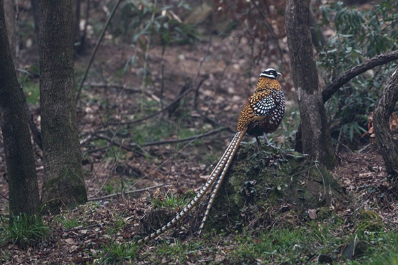 Reeves's Pheasant - ML274281041