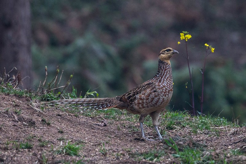 Reeves's Pheasant - ML274281061