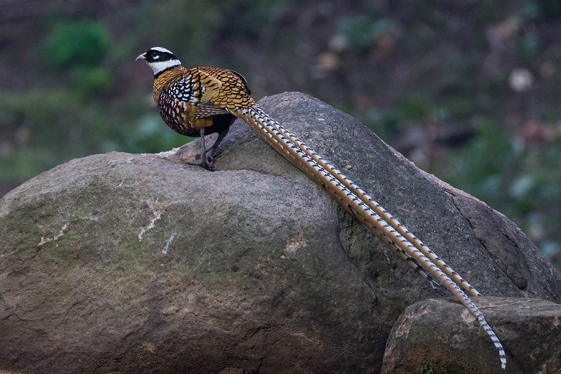 Reeves's Pheasant - ML274281211