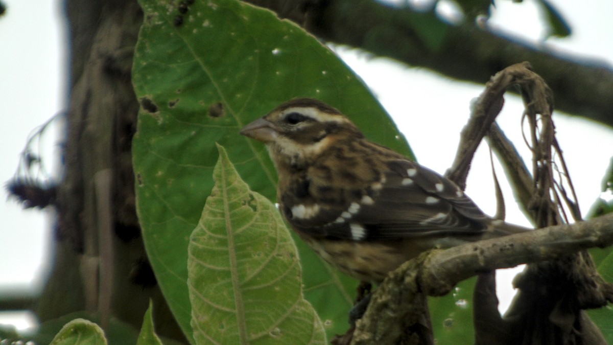 Rose-breasted Grosbeak - ML274281511