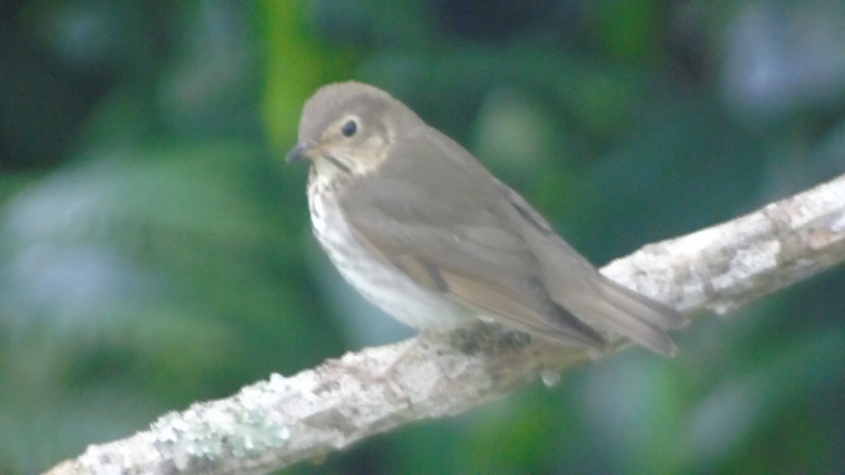 Swainson's Thrush - ML274282301