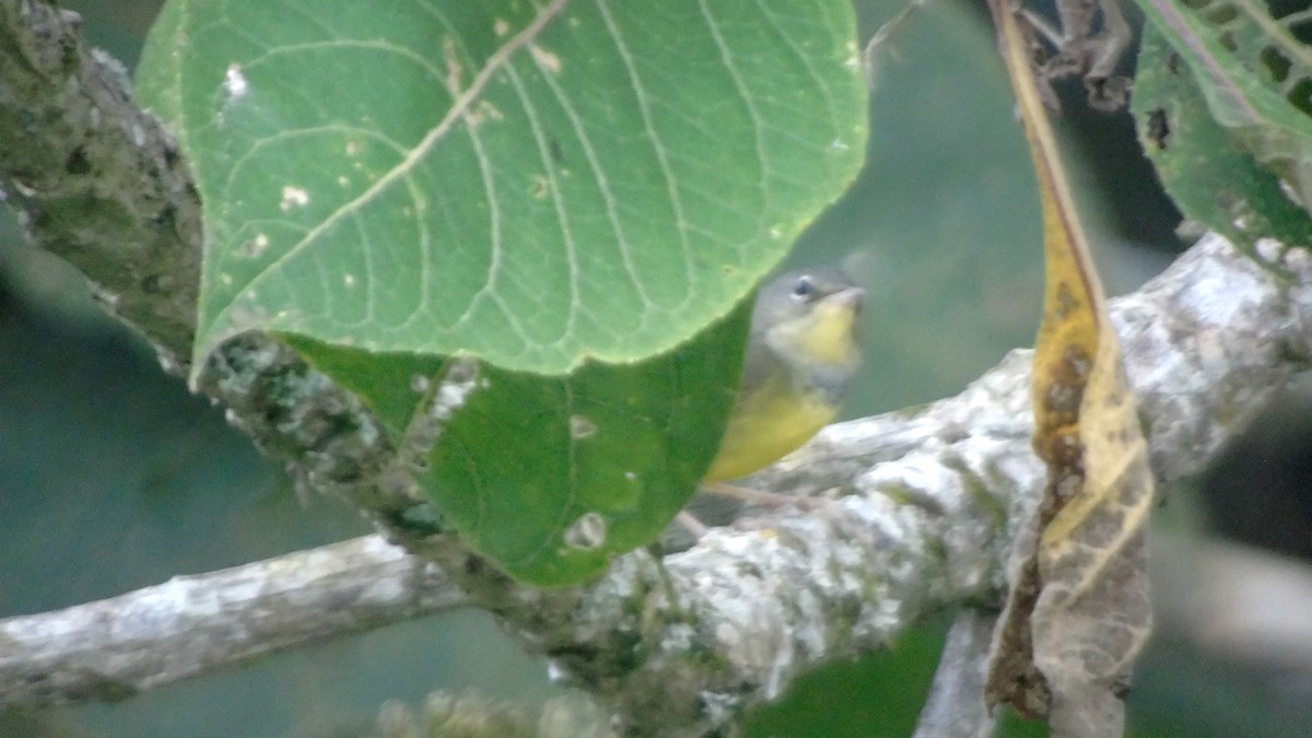 Mourning Warbler - ML274282621