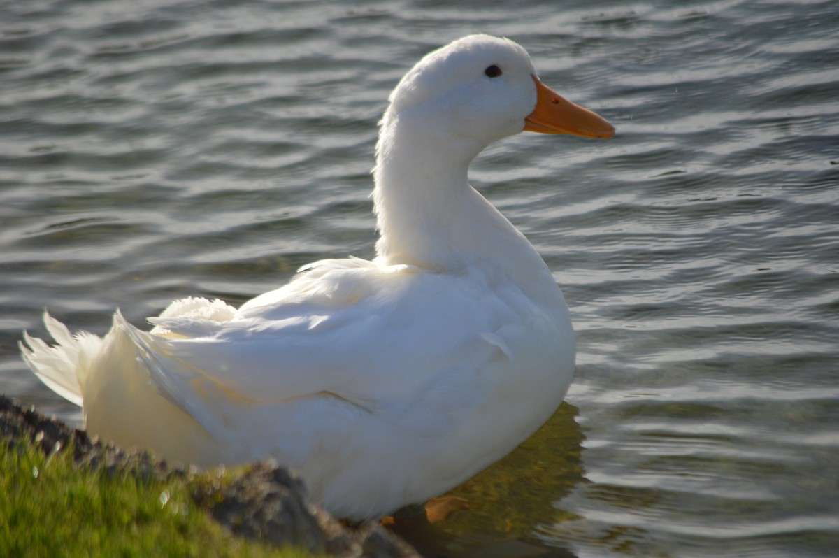 duck sp. - ML27428321