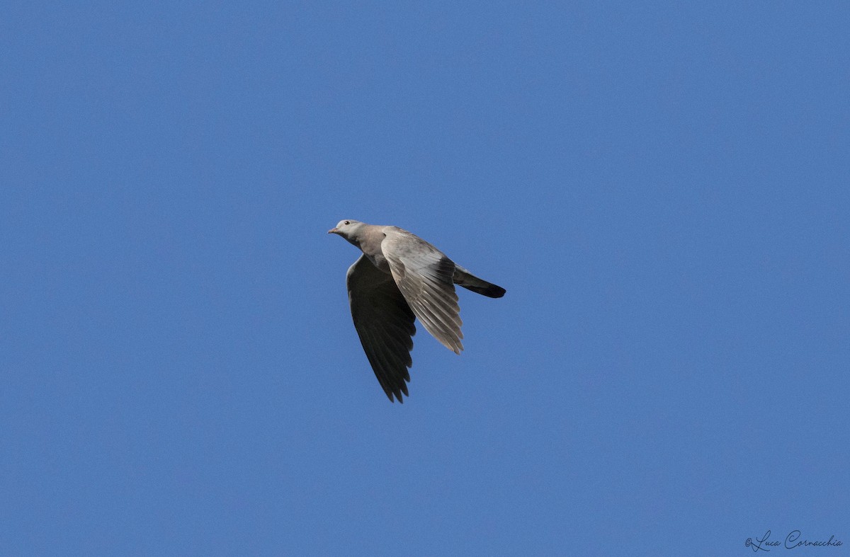 Stock Dove - Luca Cornacchia