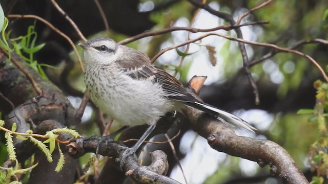 マミジロマネシツグミ - ML274283871