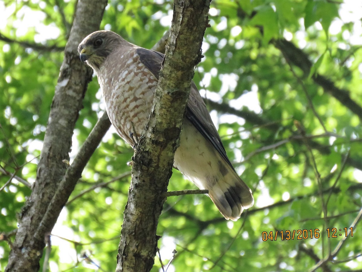 Broad-winged Hawk - Michael Robertson