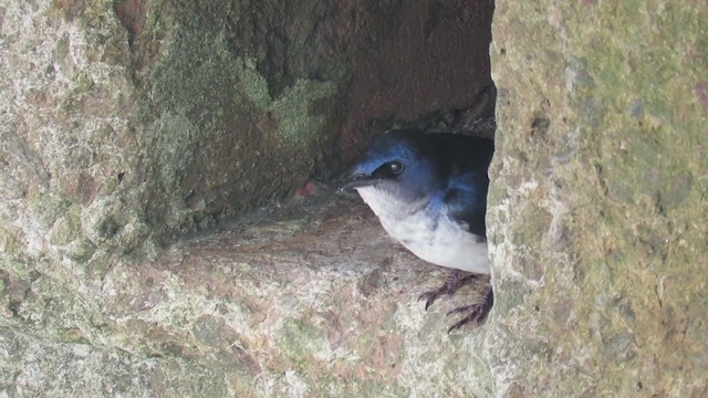 Gray-breasted Martin - ML274285071