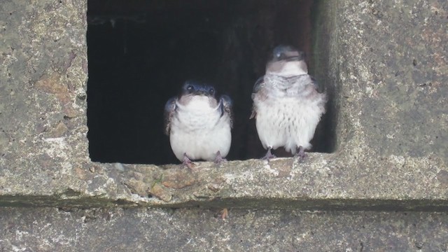 Gray-breasted Martin - ML274285321