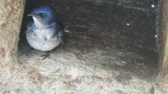 Gray-breasted Martin - ML274285721