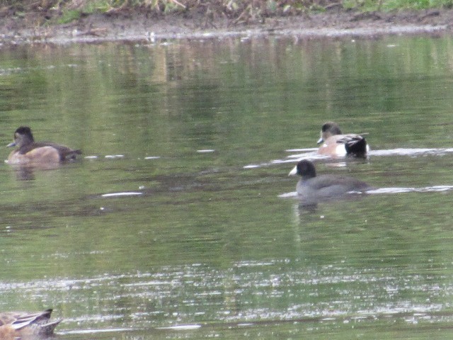 Ring-necked Duck - ML274288471