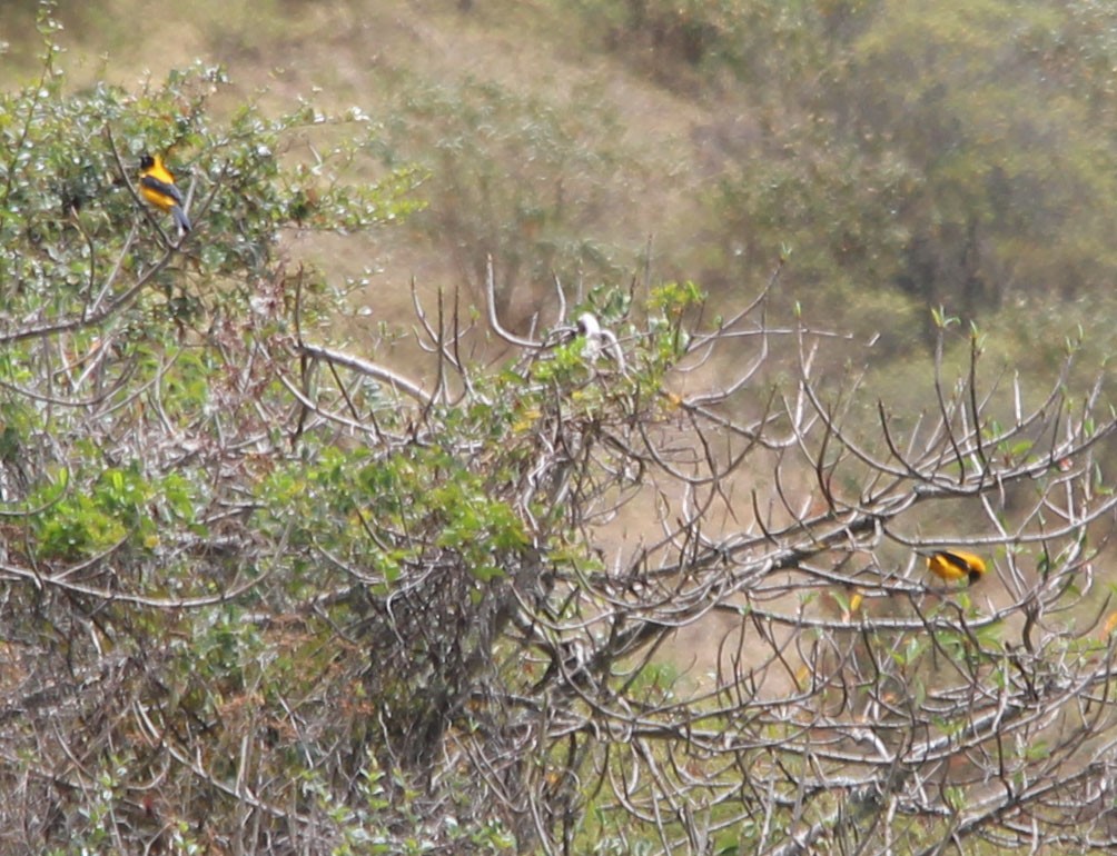Yellow-backed Oriole - ML274288671
