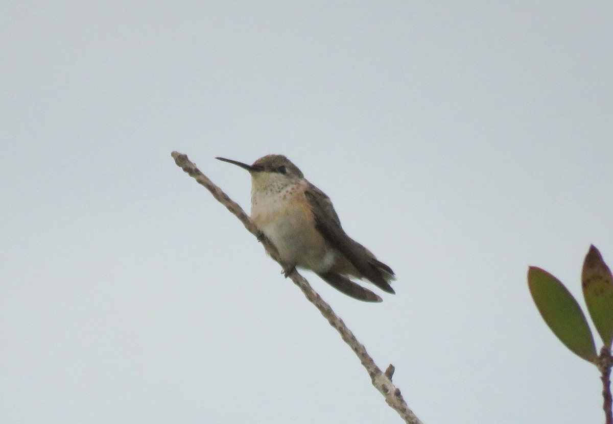 Calliope Hummingbird - ML274289811