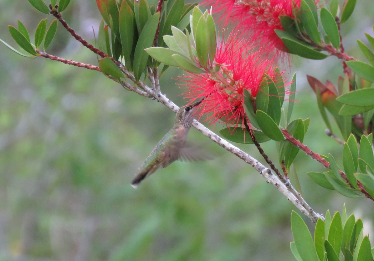 Calliope Hummingbird - ML274289881