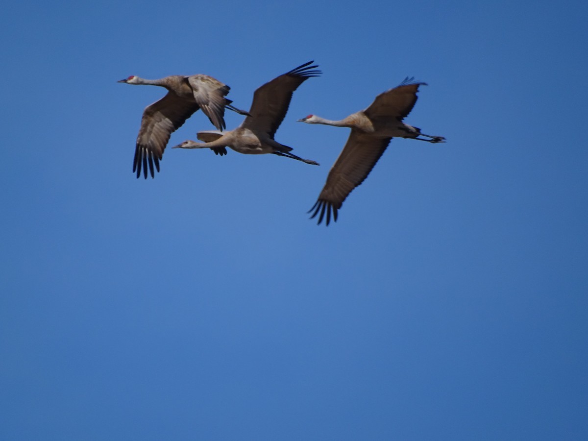 Sandhill Crane - ML274290271