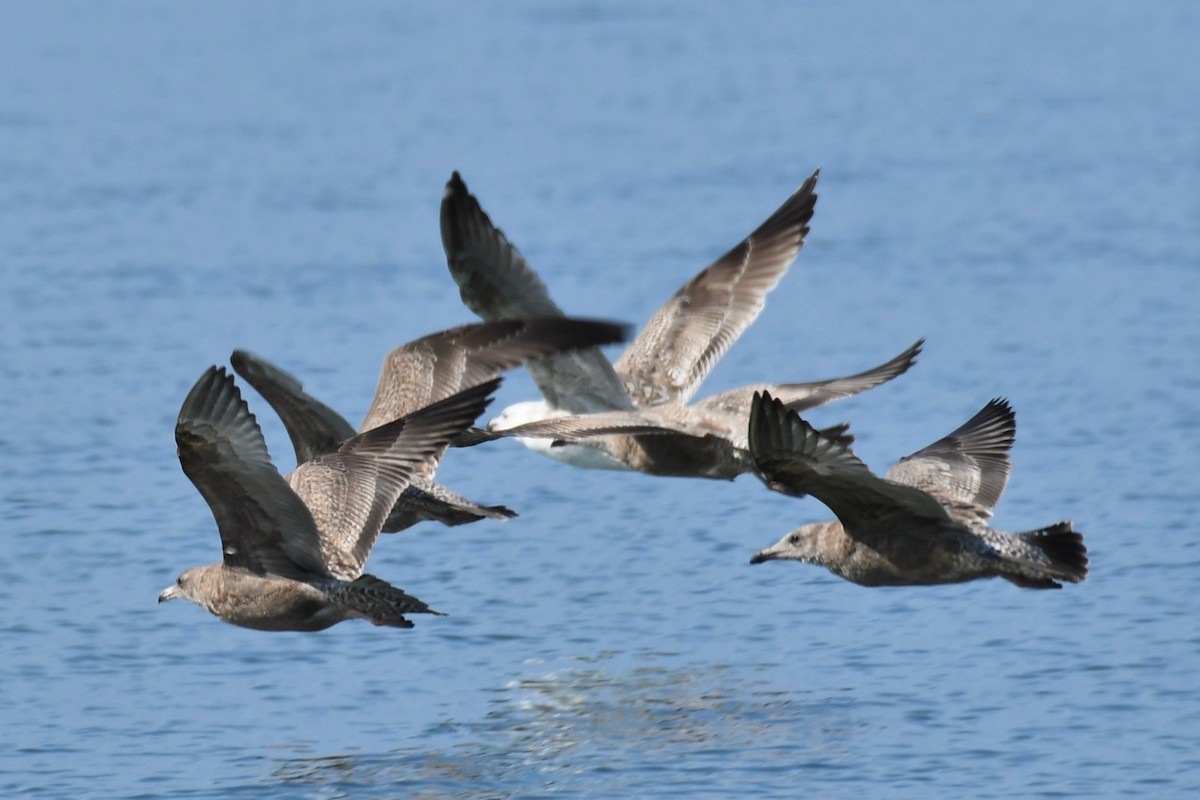 Herring Gull - ML274290771