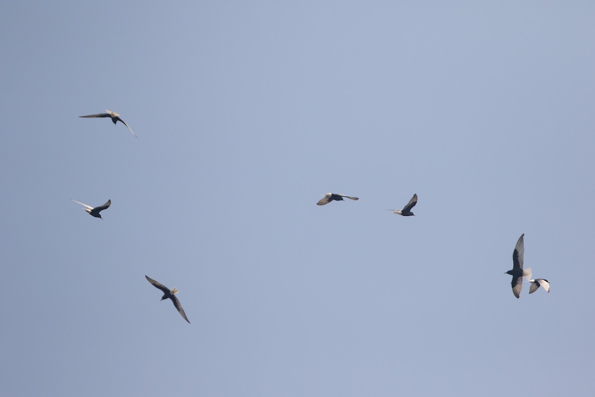 White-winged Tern - ML274291081