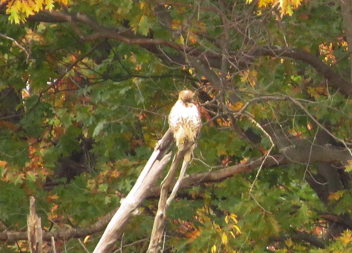Red-tailed Hawk - ML274292101