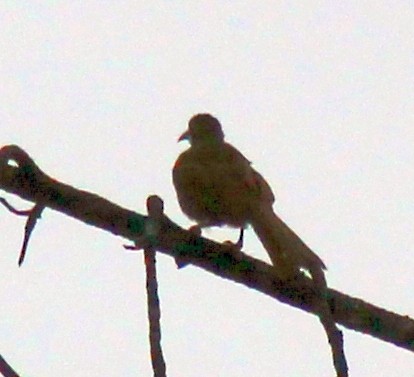 Cuclillo Drongo Moluqueño - ML274292111