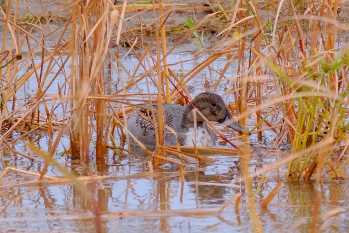 Northern Pintail - ML274292201