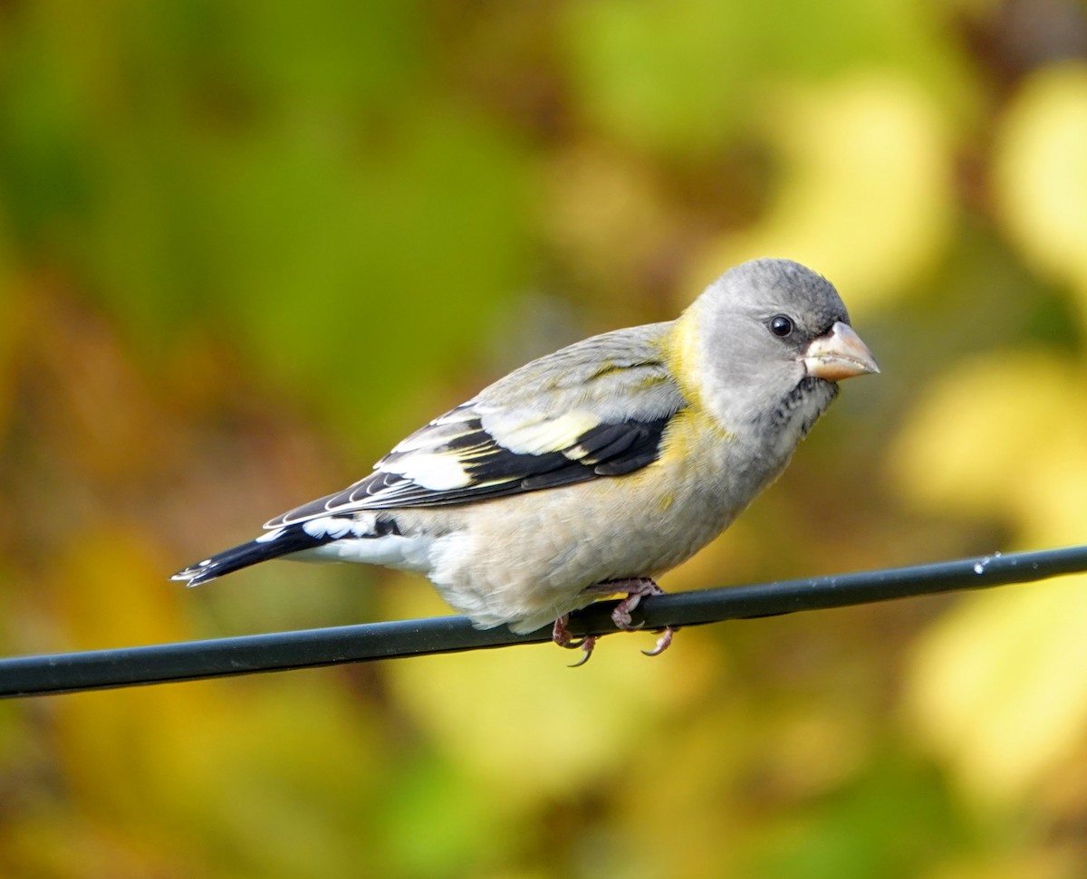 Evening Grosbeak - Clem Nilan