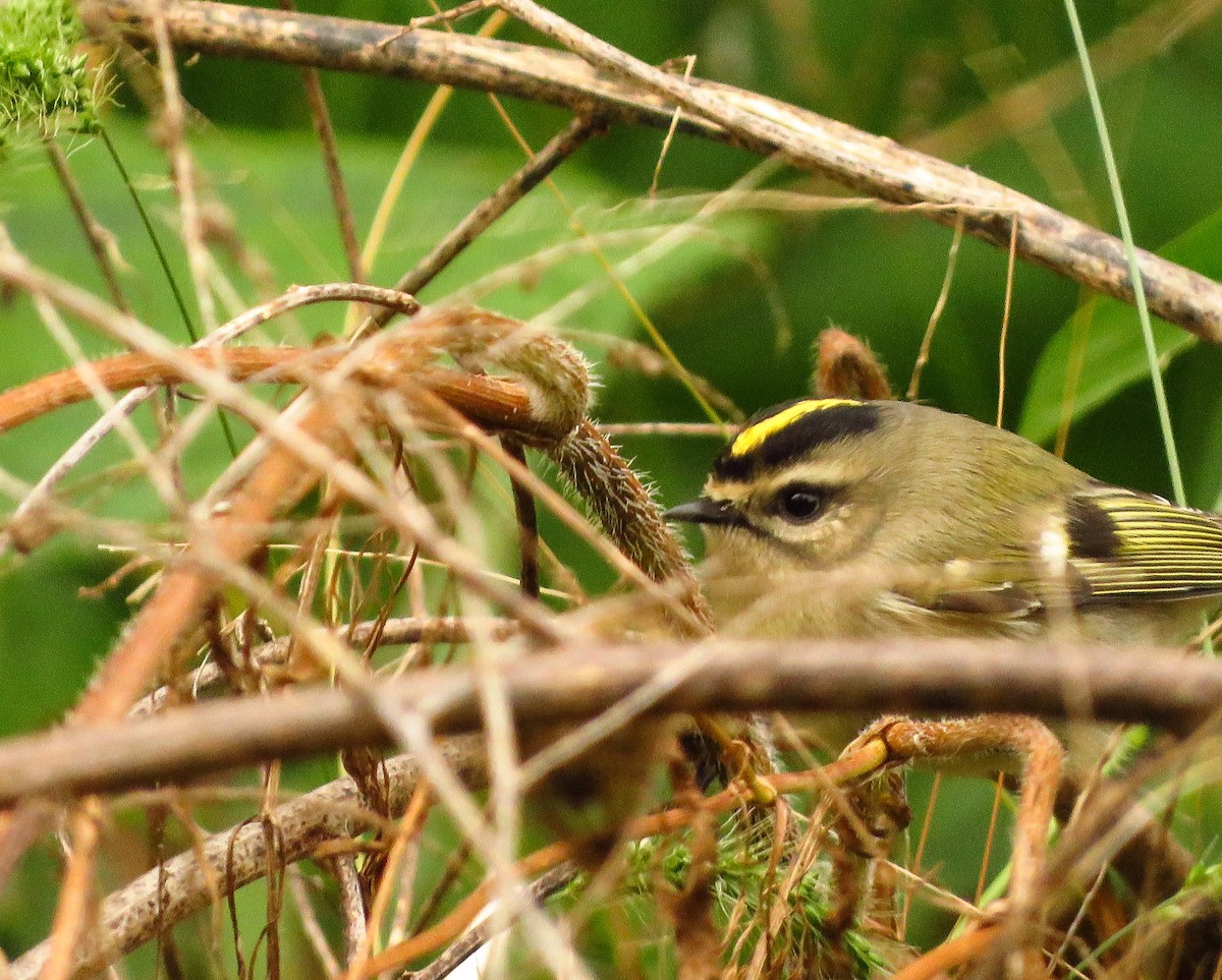 Golden-crowned Kinglet - Anonymous