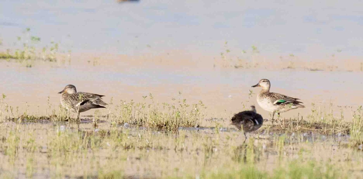 Green-winged Teal - ML274292541