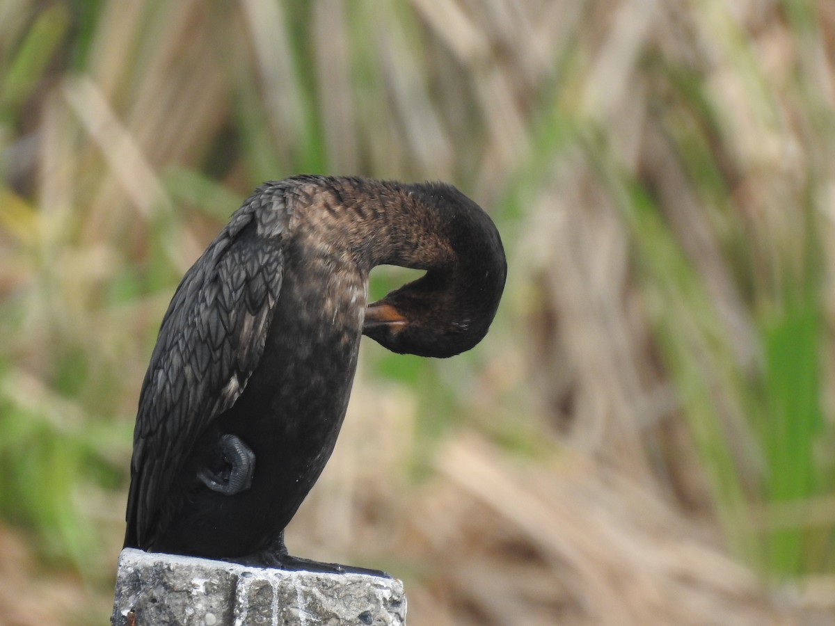 Neotropic Cormorant - ML274293281