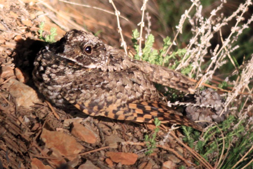 Common Poorwill - Brad Singer