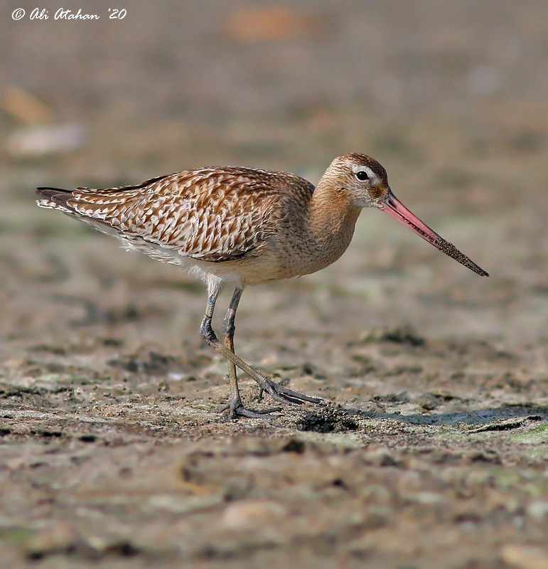 Bar-tailed Godwit - Ali Atahan