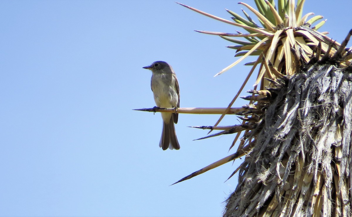 Gray Flycatcher - ML27429481