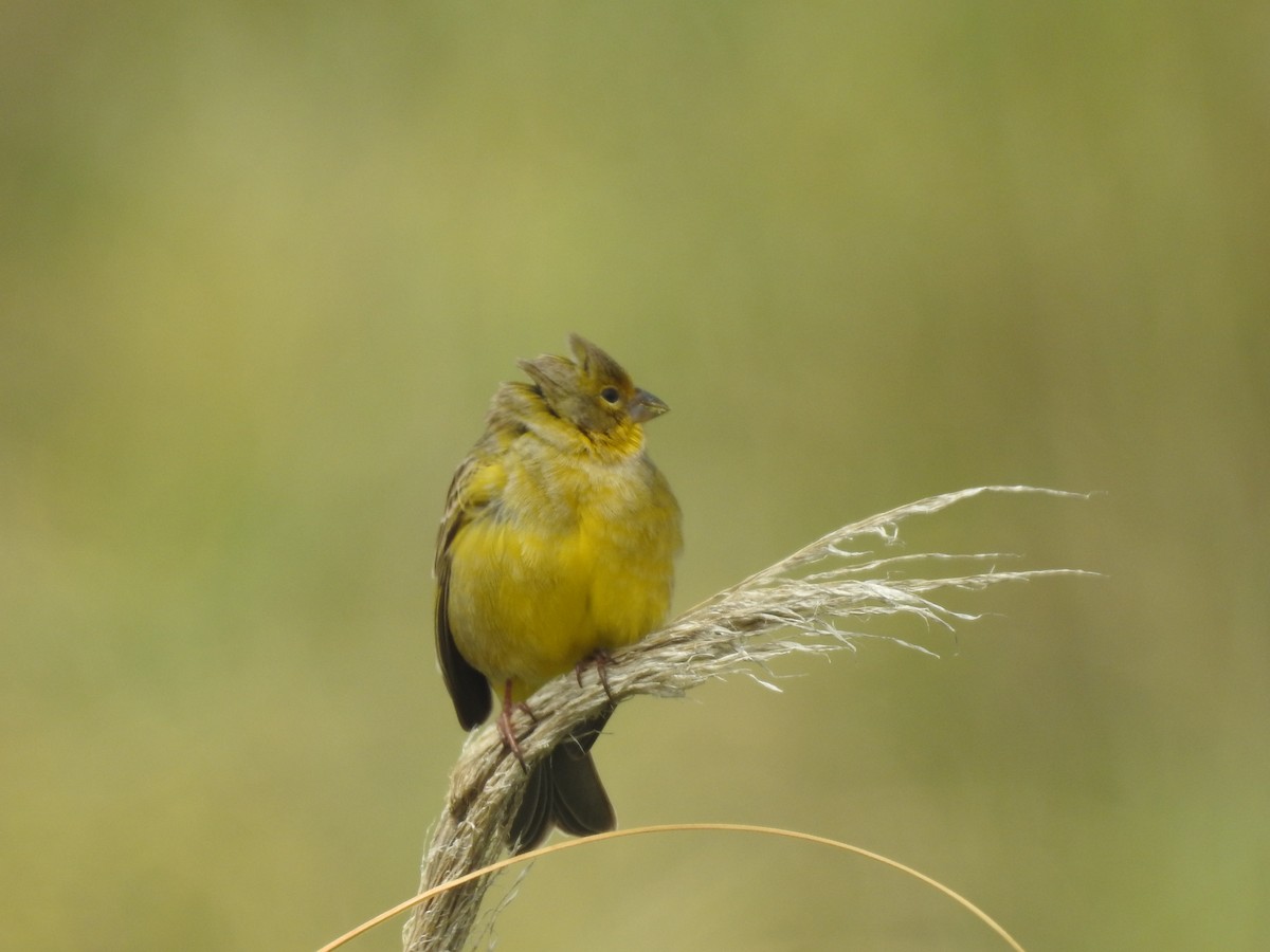 Grassland Yellow-Finch - ML274295581