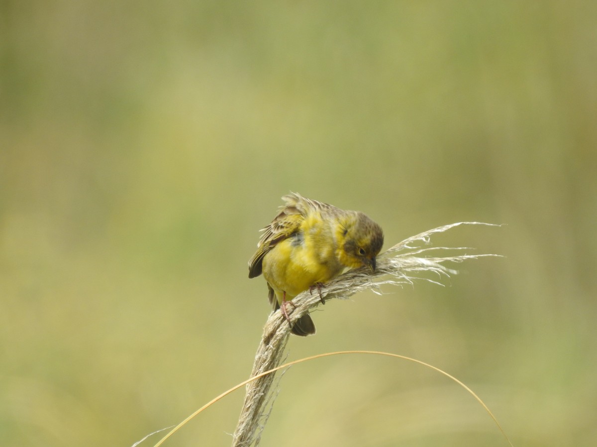 Grassland Yellow-Finch - ML274295611