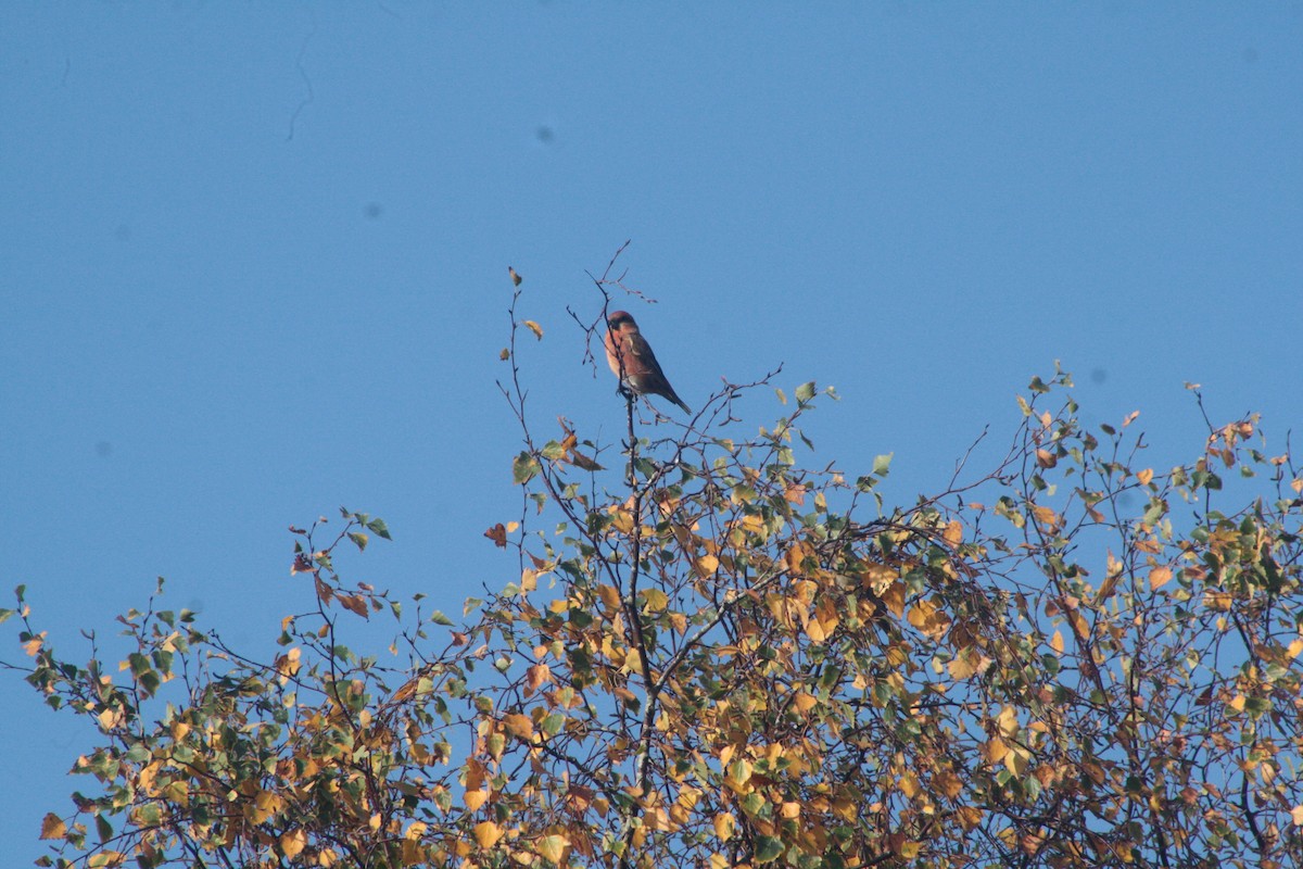 Red Crossbill - ML274296741