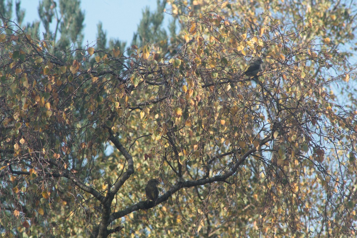 Red Crossbill - ML274296801