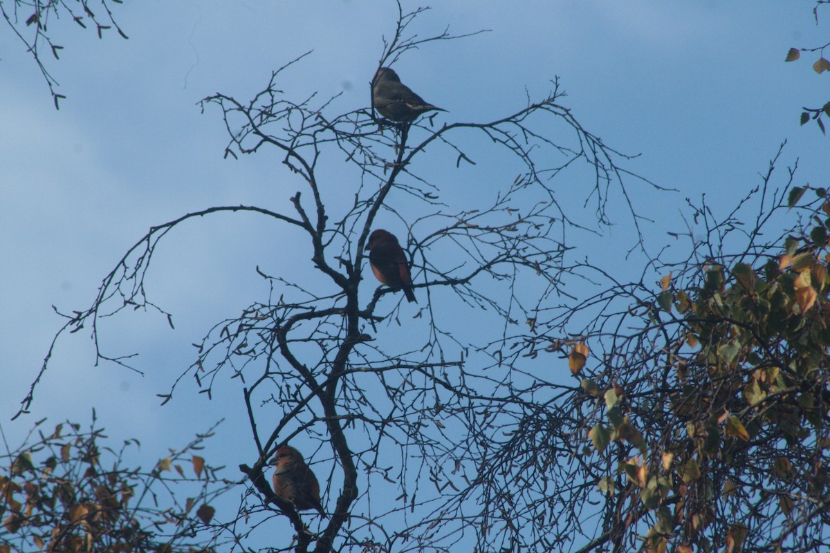 Red Crossbill - ML274296931